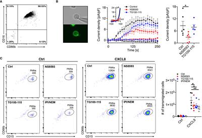 TRPM7 Kinase Is Essential for Neutrophil Recruitment and Function via Regulation of Akt/mTOR Signaling